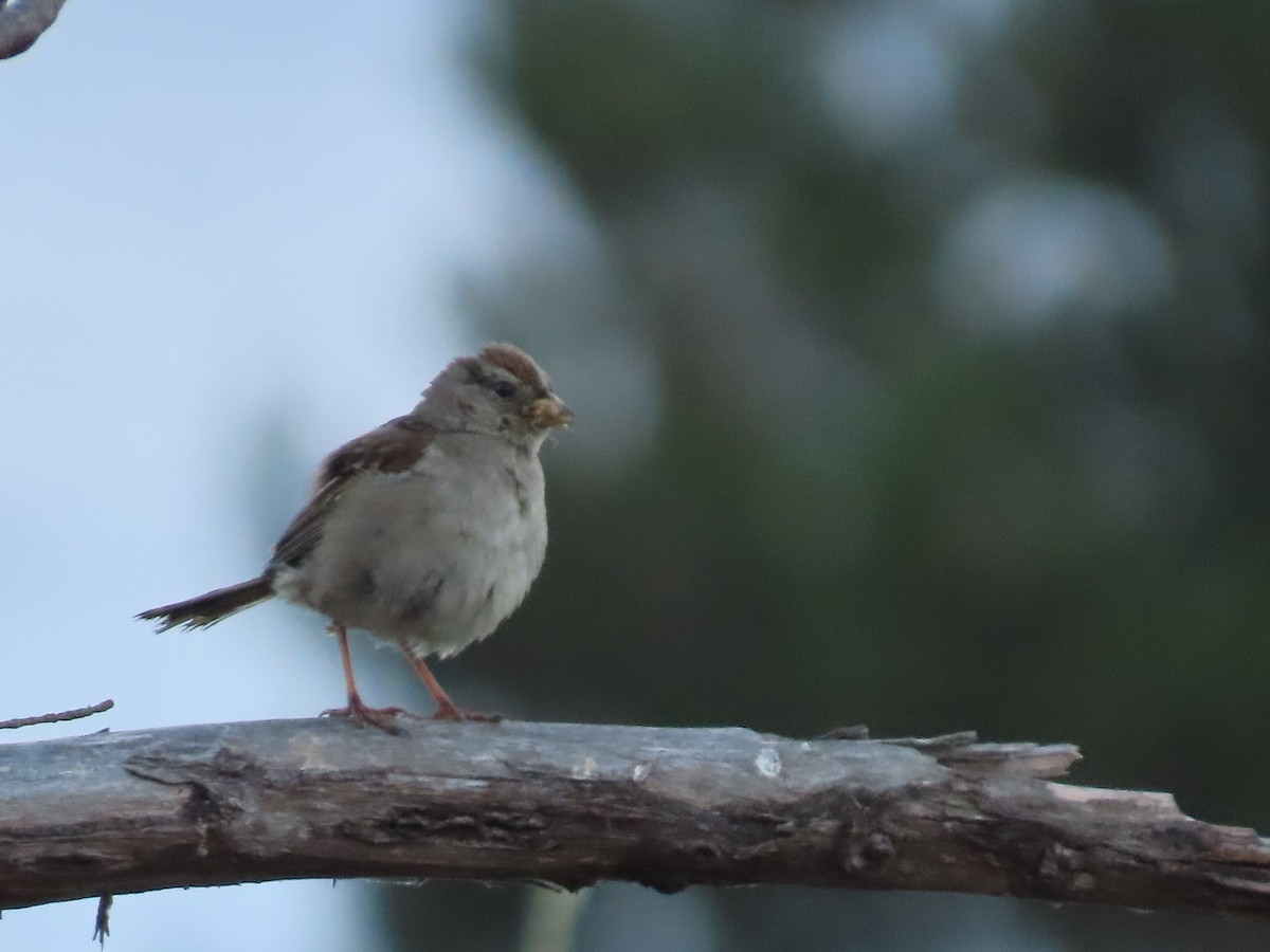 White-crowned Sparrow - ML620656139