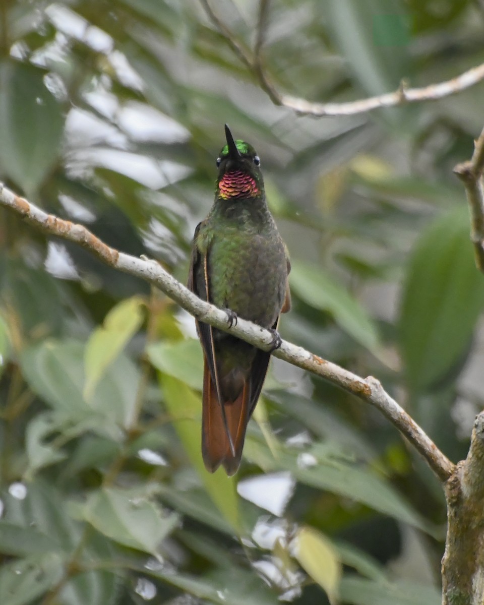 Colibrí Colirrojo - ML620656142