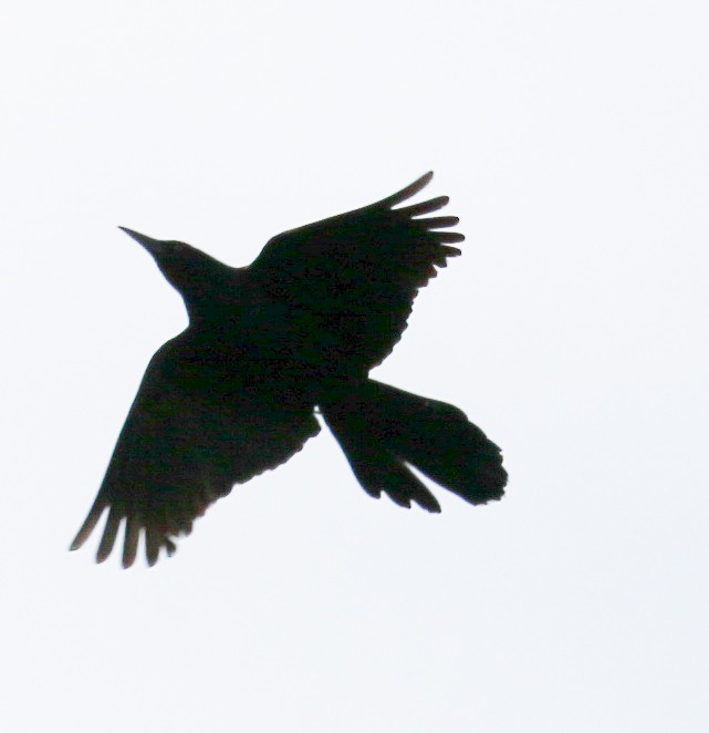 Common Grackle - ML620656143