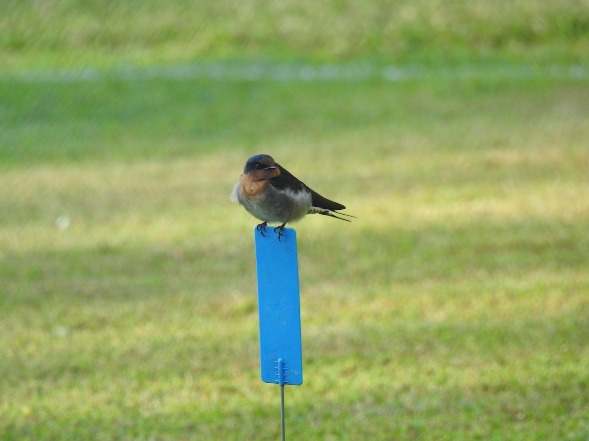 Golondrina Australiana - ML620656146