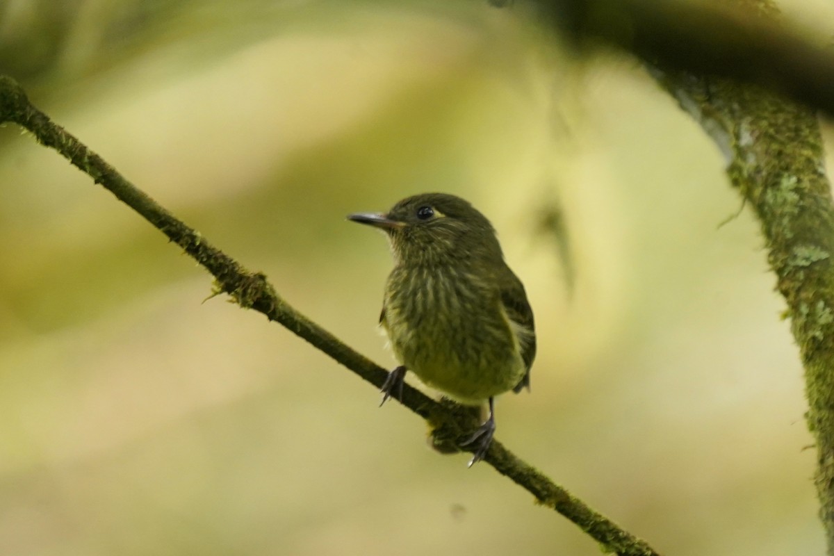 Ochre-bellied Flycatcher - ML620656148