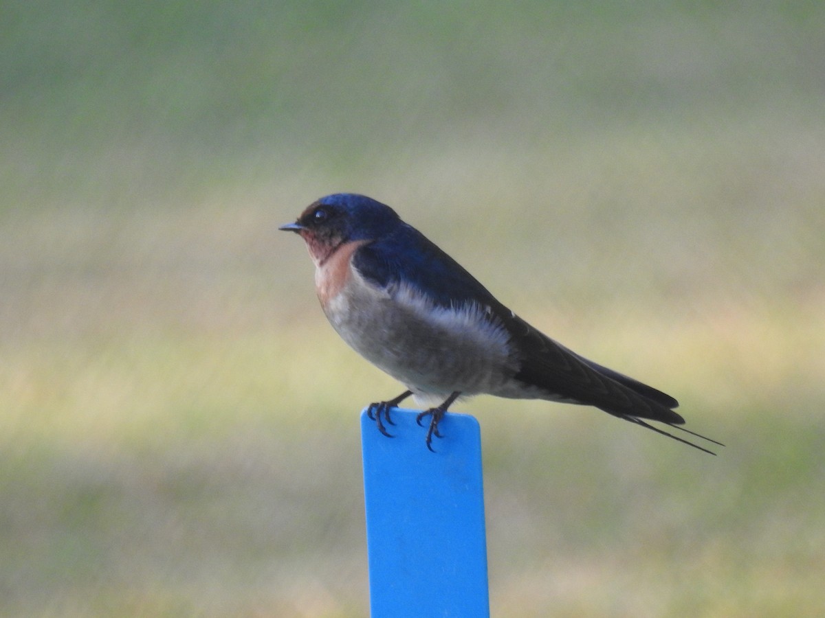 Welcome Swallow - ML620656149