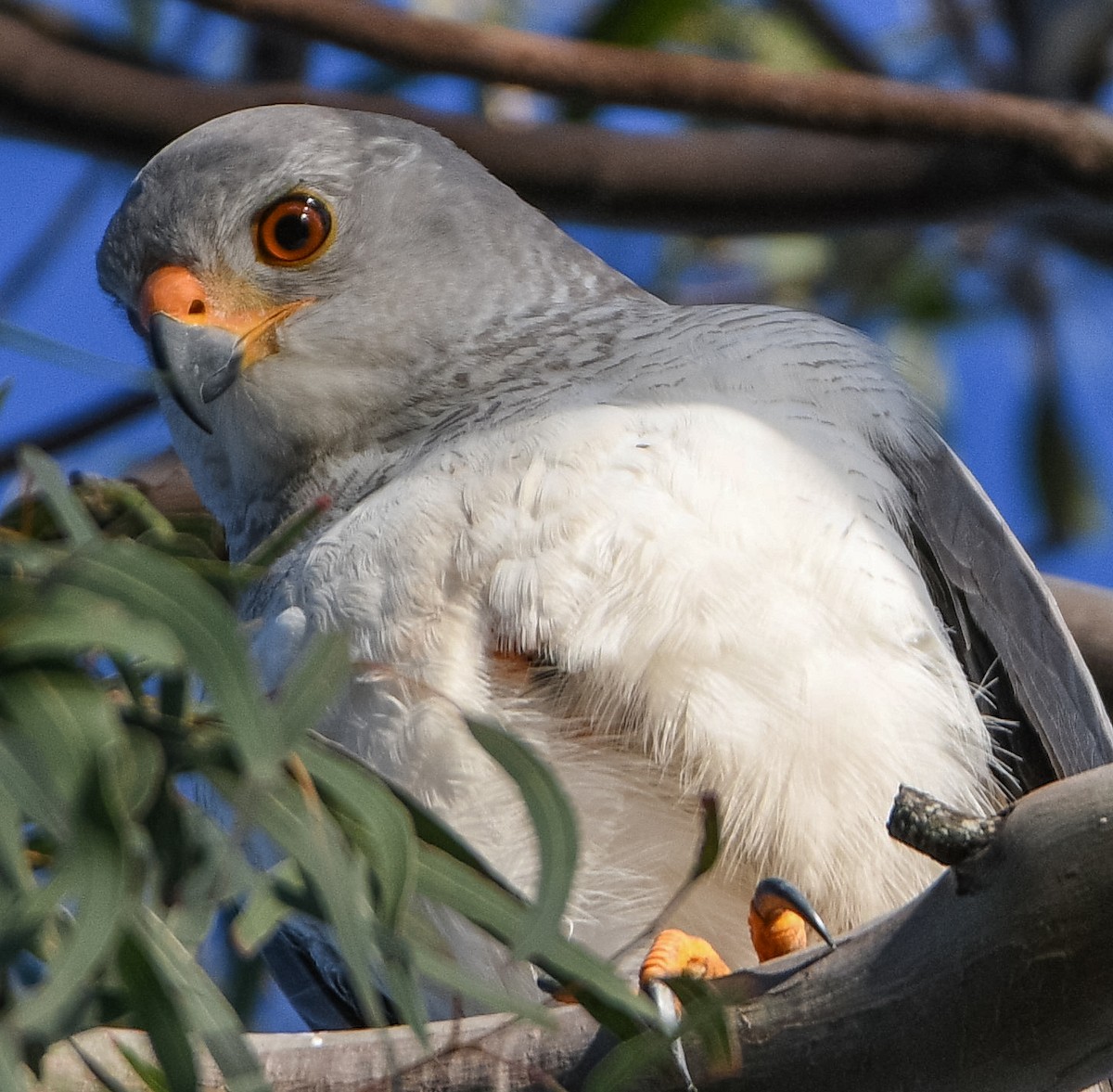 Gray Goshawk - ML620656150