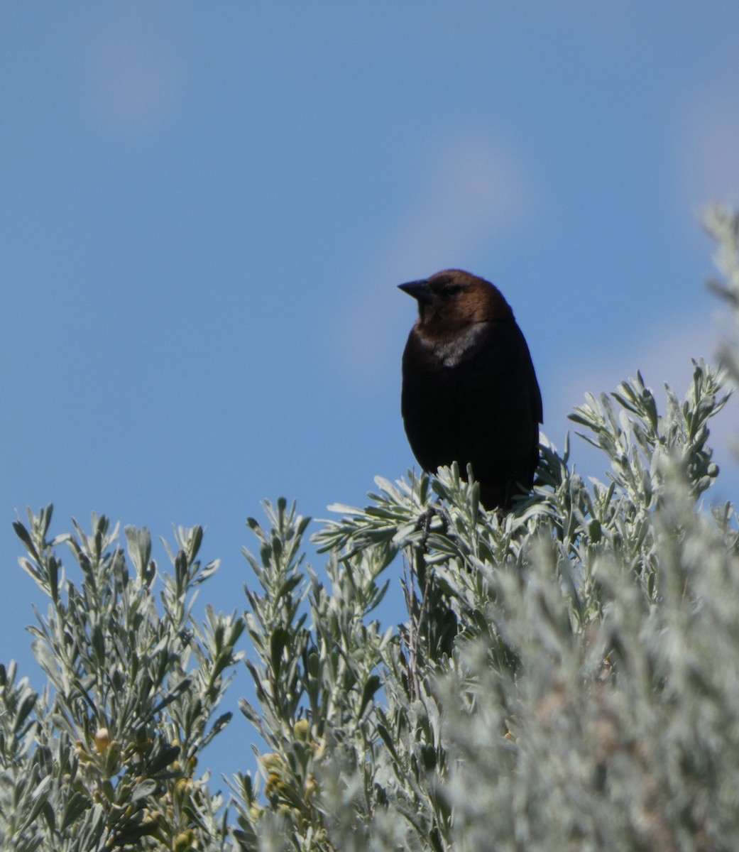 Brown-headed Cowbird - ML620656152