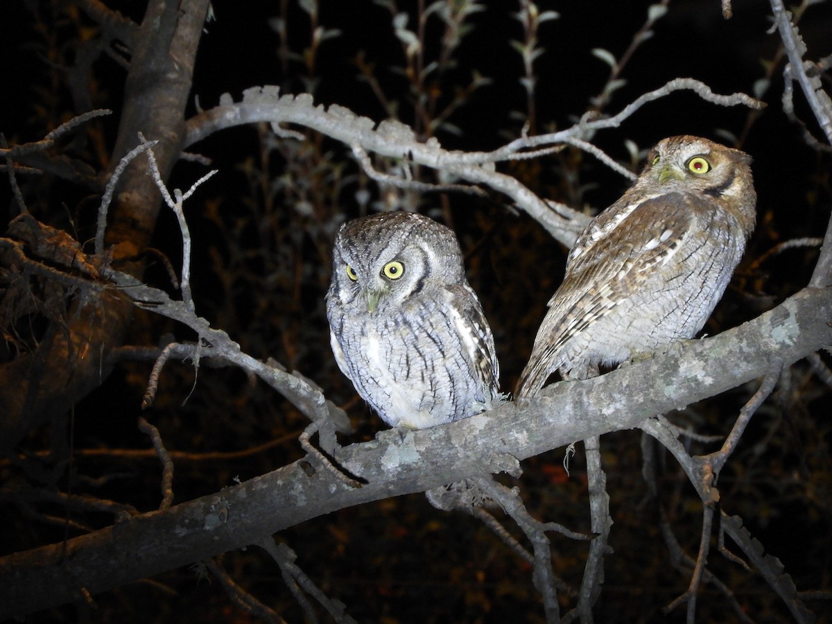 Tropical Screech-Owl - ML620656154