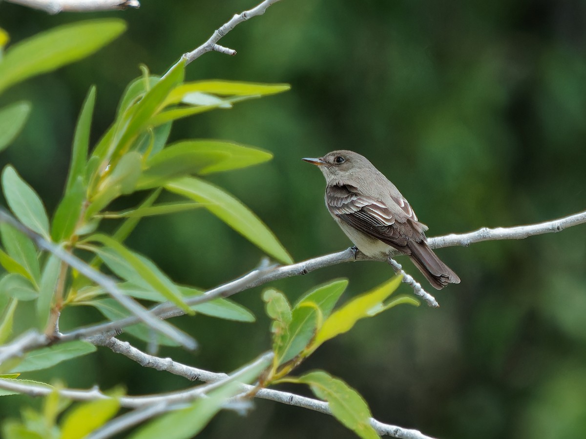 Western Wood-Pewee - ML620656157