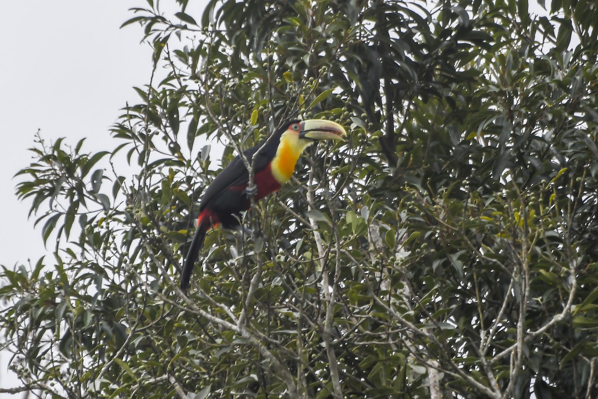 Red-breasted Toucan - ML620656163