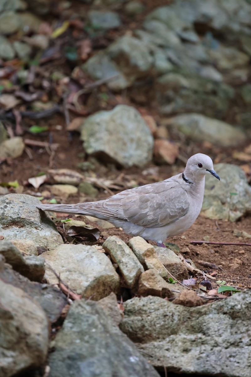 Eurasian Collared-Dove - ML620656172