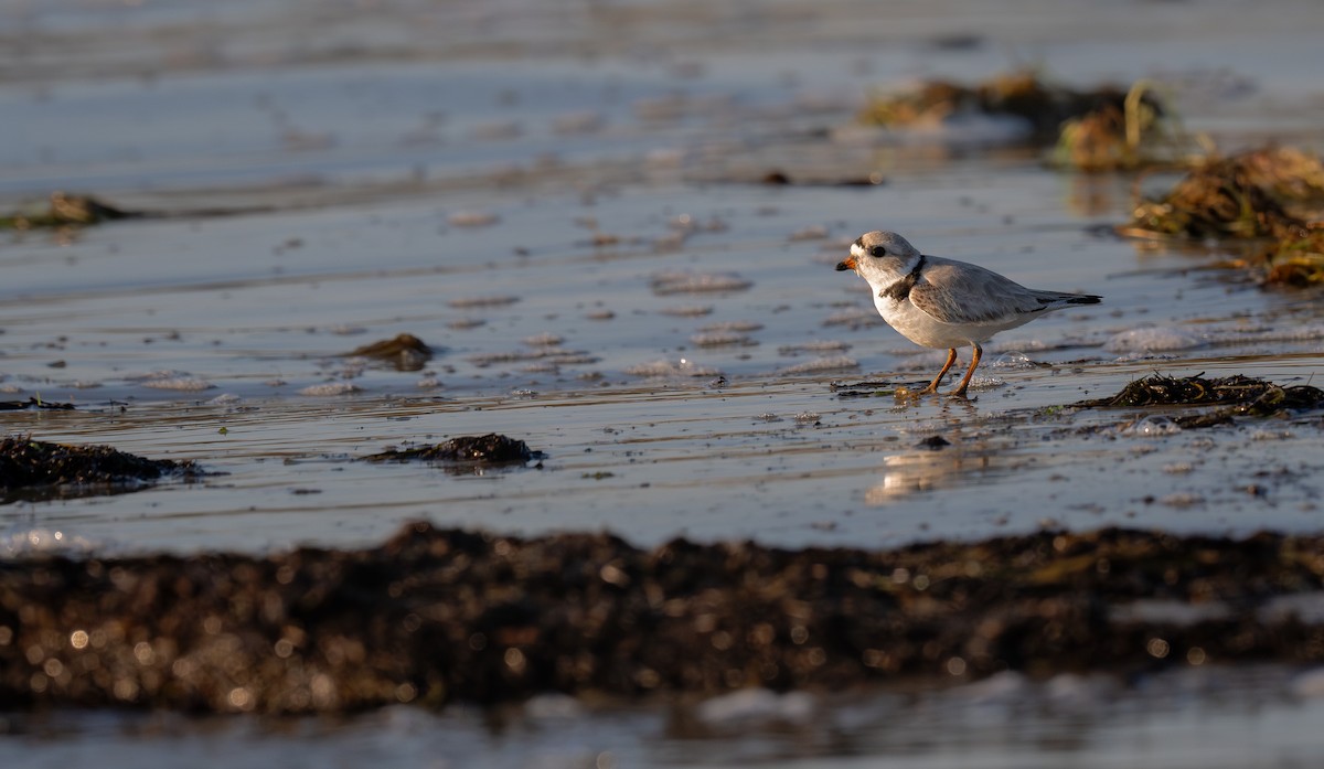 Piping Plover - ML620656174