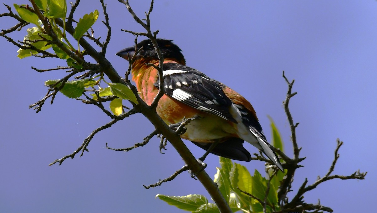 Black-headed Grosbeak - ML620656176