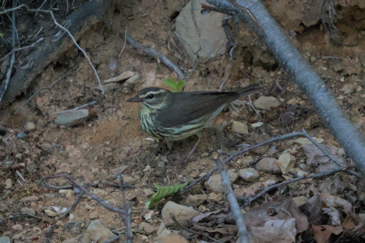 Northern Waterthrush - ML620656180