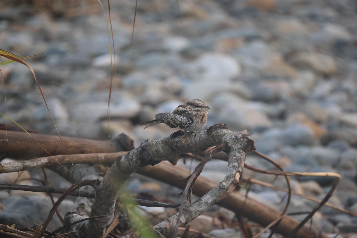 Ladder-tailed Nightjar - ML620656181