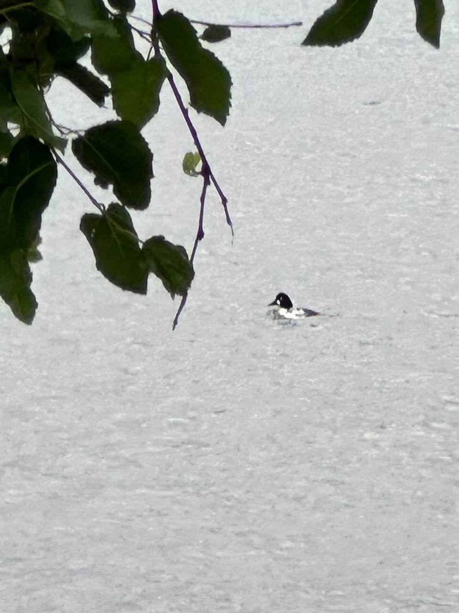 Common Goldeneye - ML620656190