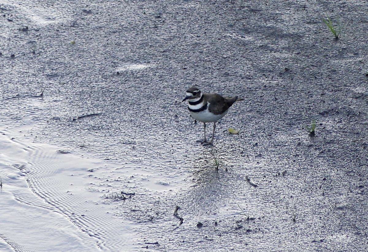 Killdeer - ML620656194