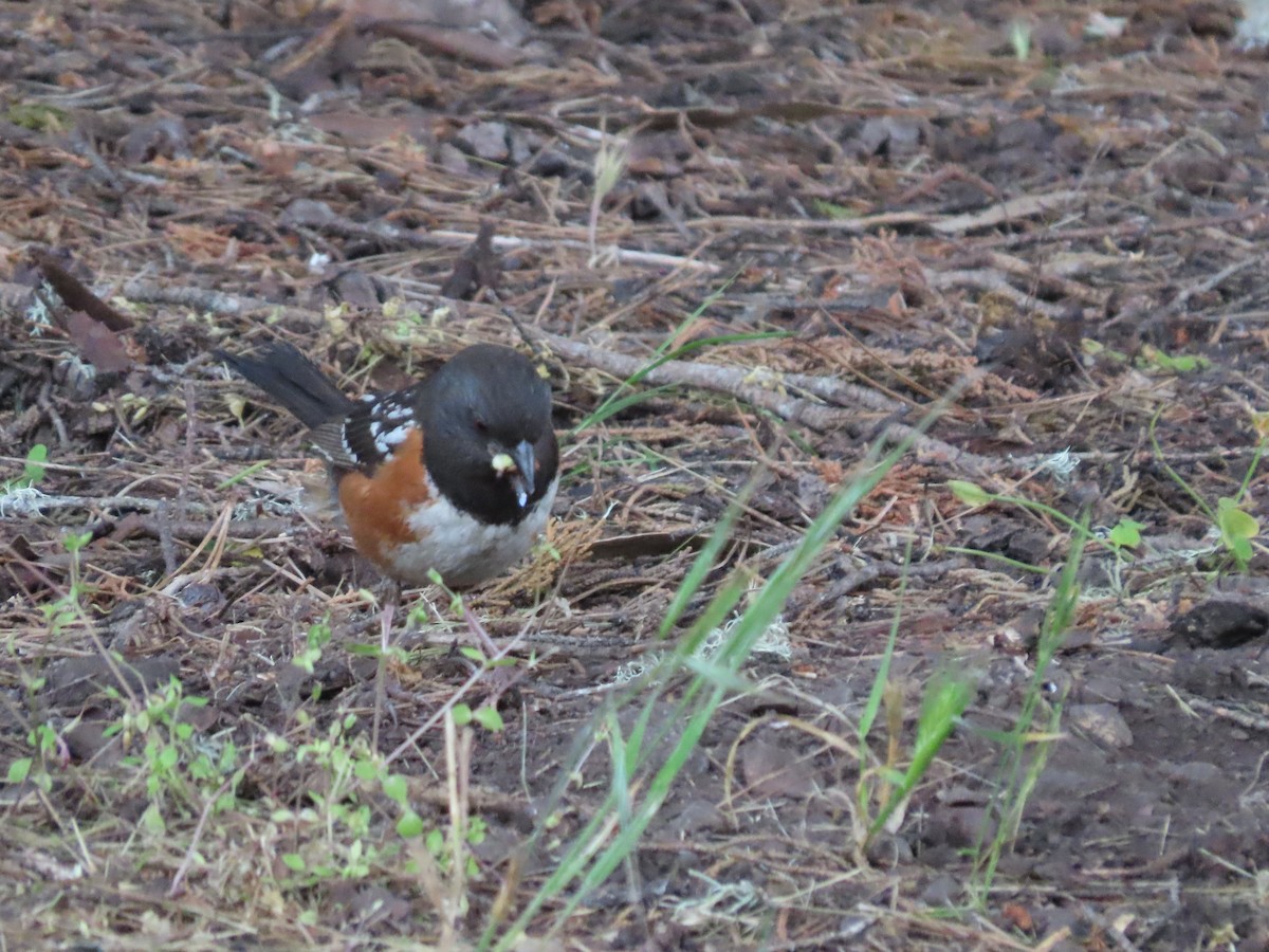 Spotted Towhee - ML620656199