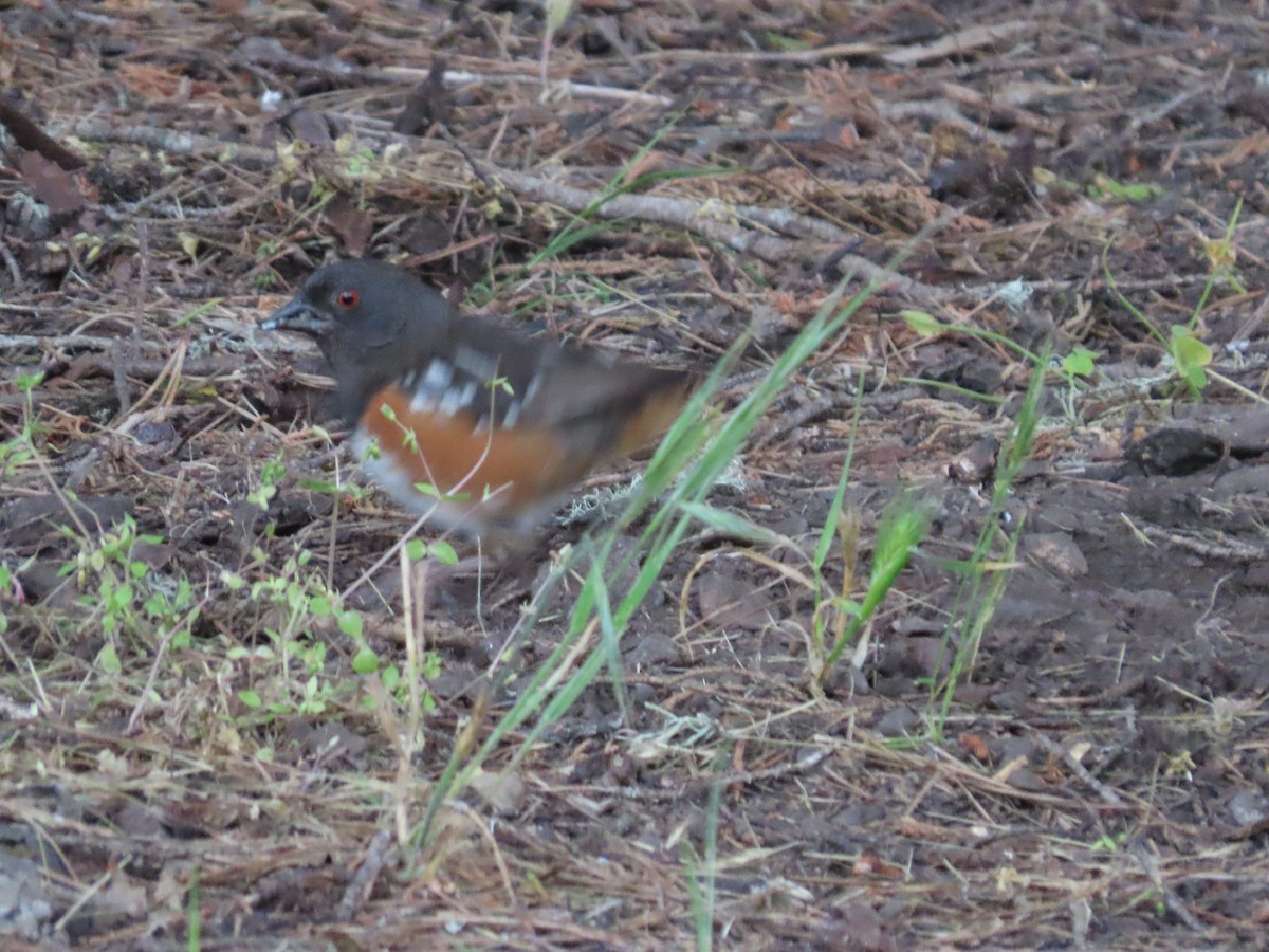 Spotted Towhee - ML620656200