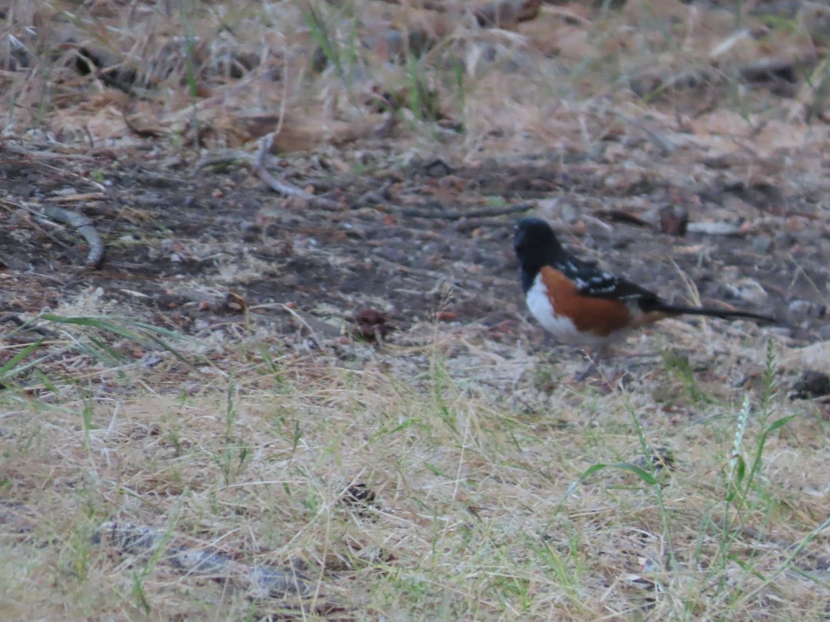 Spotted Towhee - ML620656201