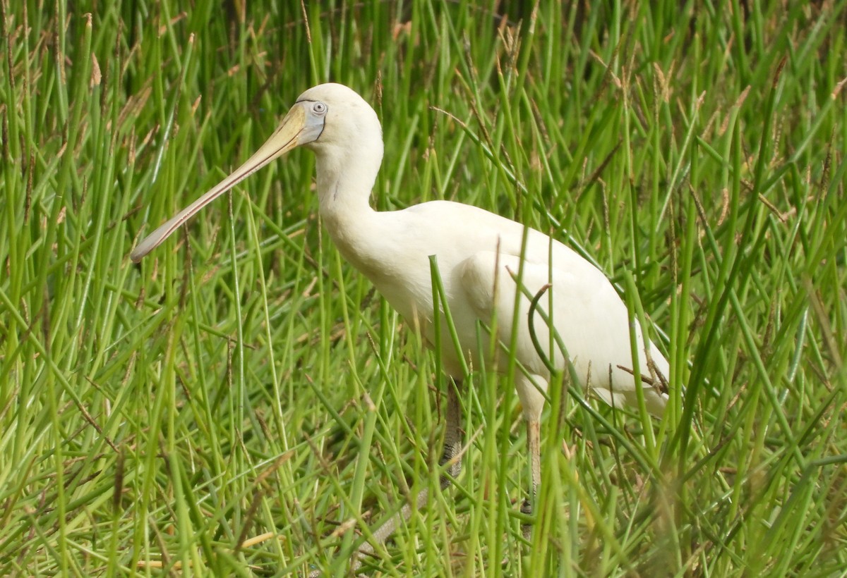 Yellow-billed Spoonbill - ML620656204