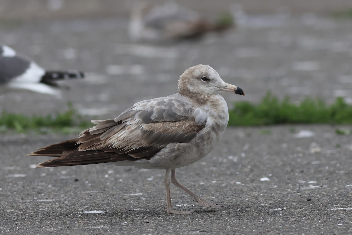 Black-tailed Gull - ML620656208