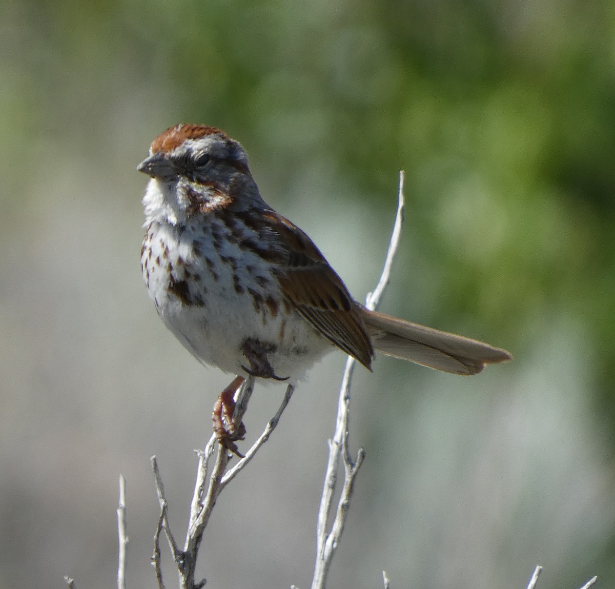 Song Sparrow - ML620656211