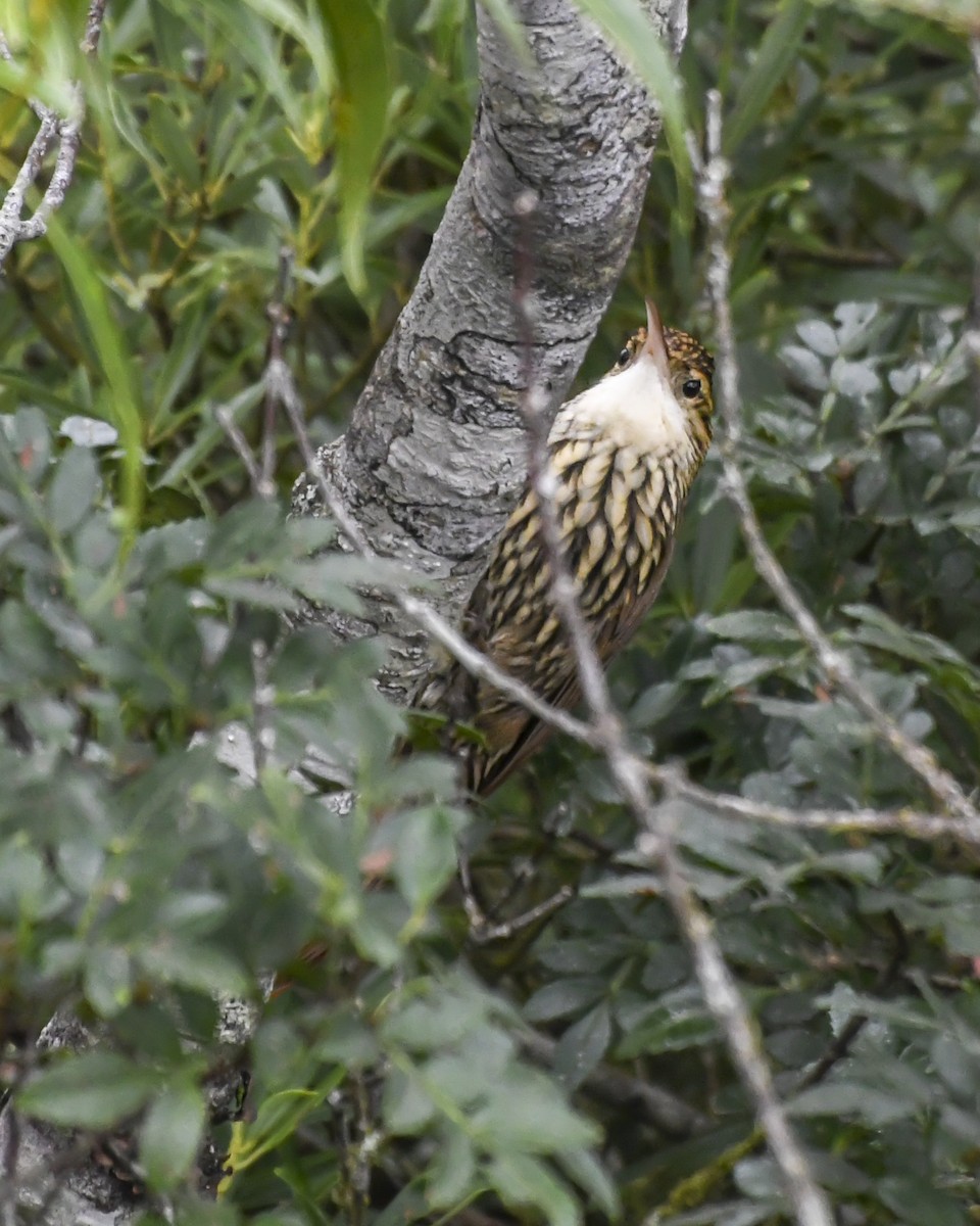 Scalloped Woodcreeper - ML620656212