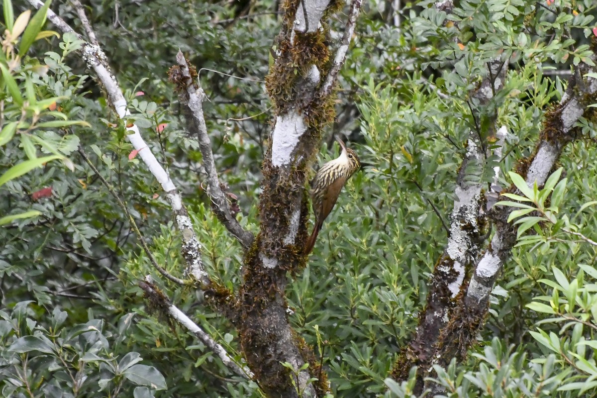 Scalloped Woodcreeper - ML620656213