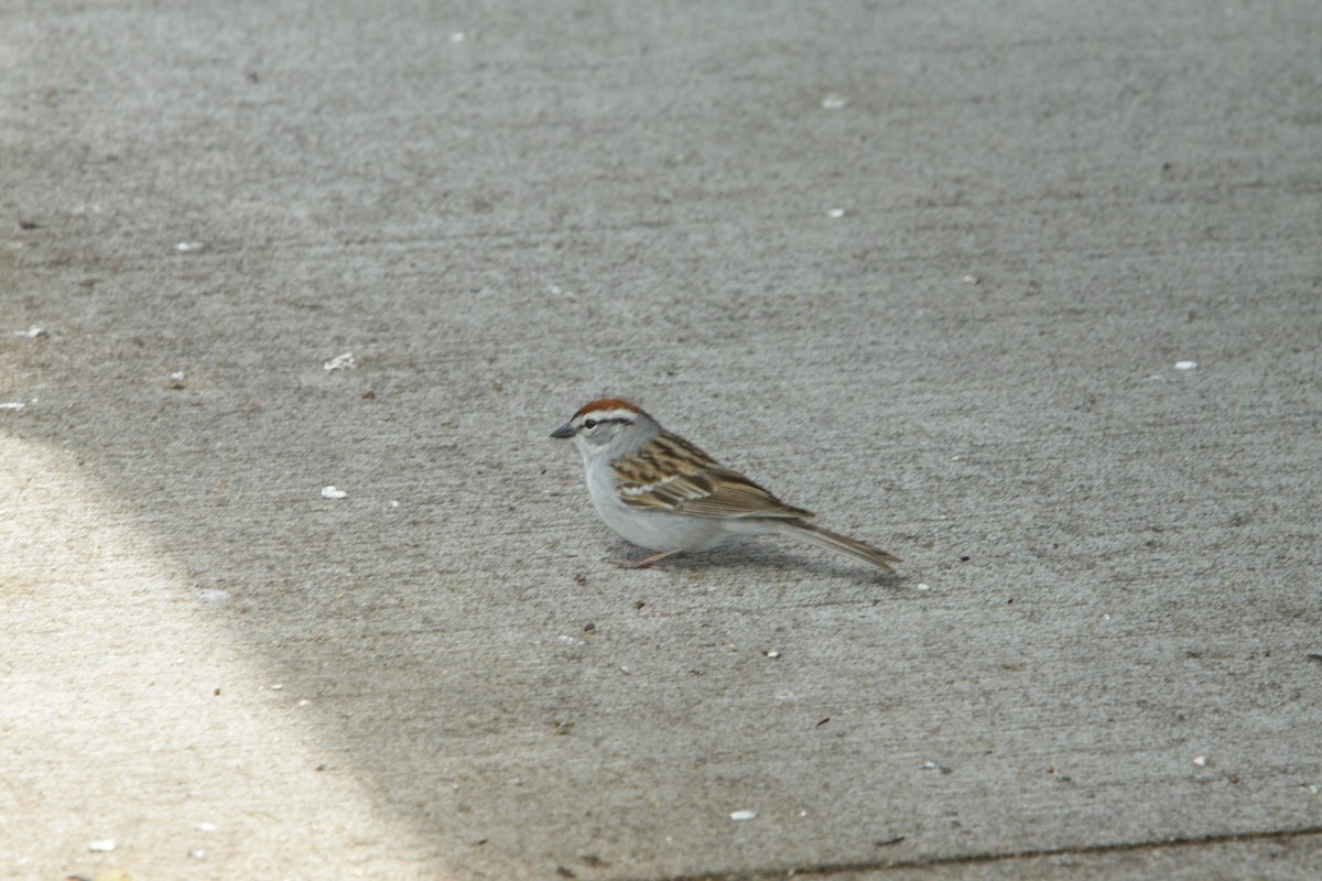 Chipping Sparrow - ML620656215