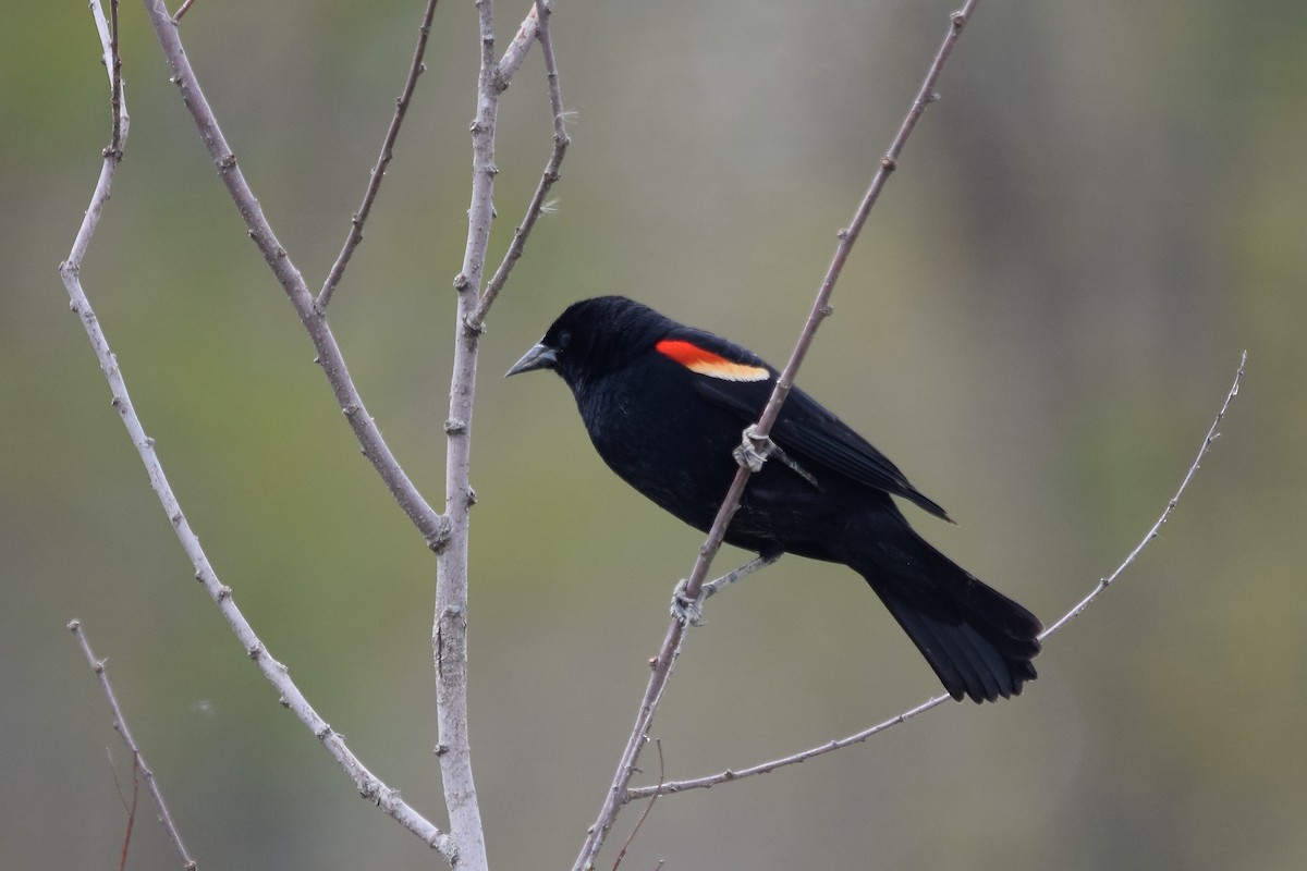 Red-winged Blackbird - ML620656221