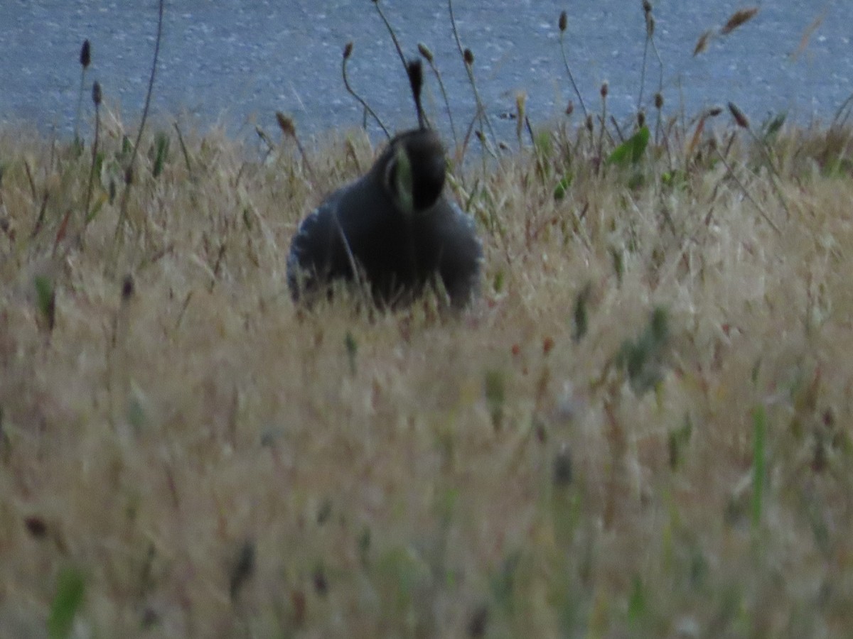 California Quail - ML620656237