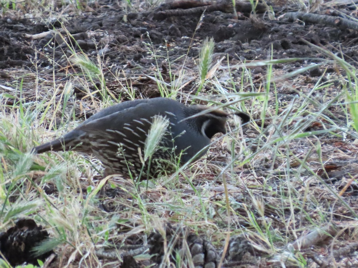 California Quail - ML620656238