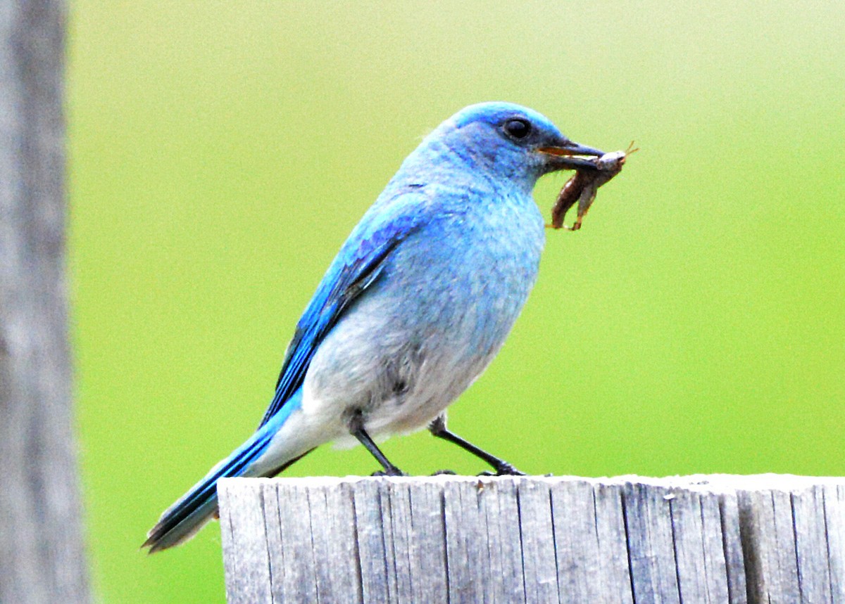 Mountain Bluebird - ML620656240