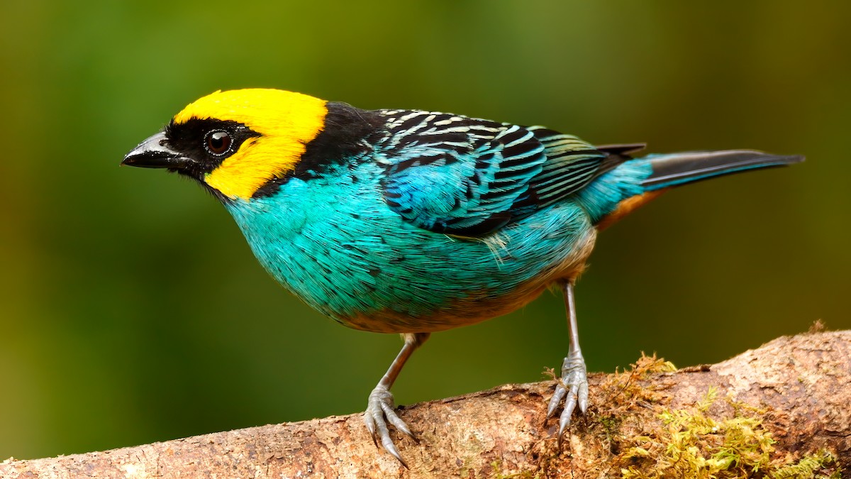 Saffron-crowned Tanager - ML620656243