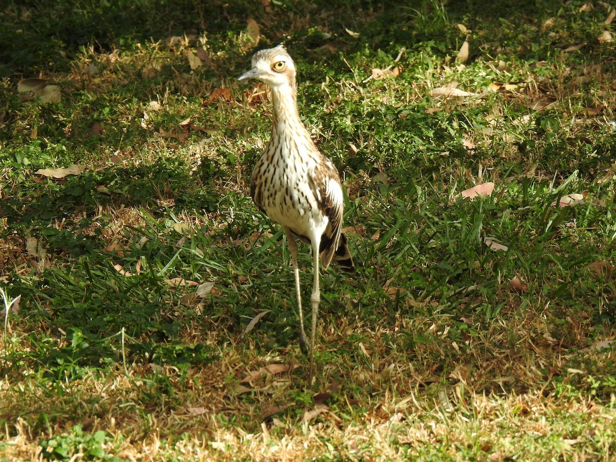 Bush Thick-knee - ML620656247