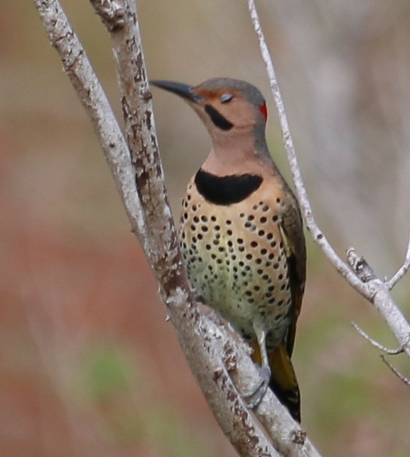 Northern Flicker (Yellow-shafted) - ML620656248