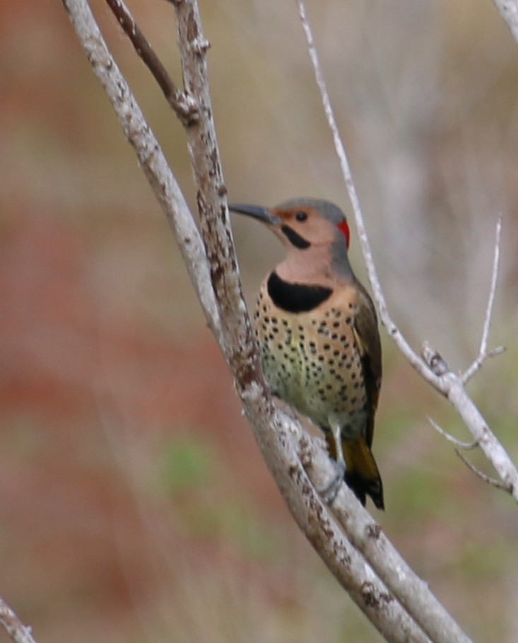 Northern Flicker (Yellow-shafted) - ML620656249