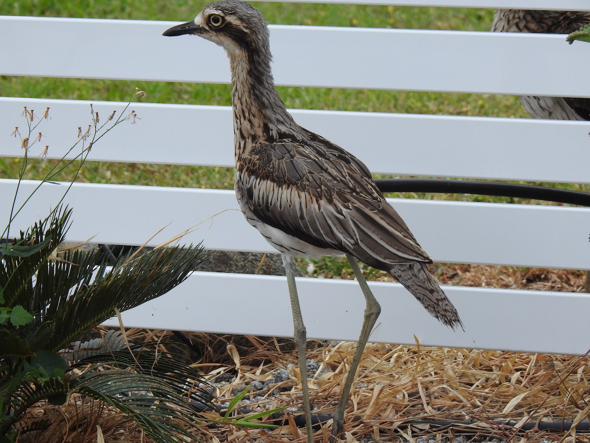 Bush Thick-knee - ML620656252