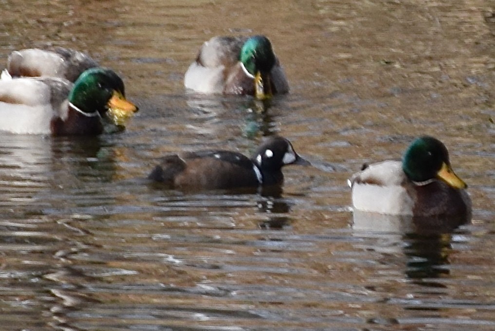 Harlequin Duck - ML620656253