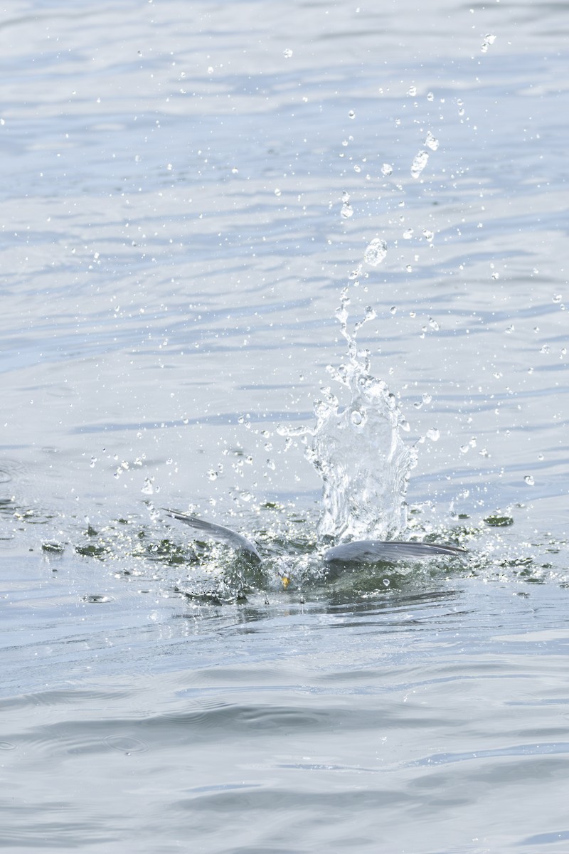 Little Tern - Sunil Simha