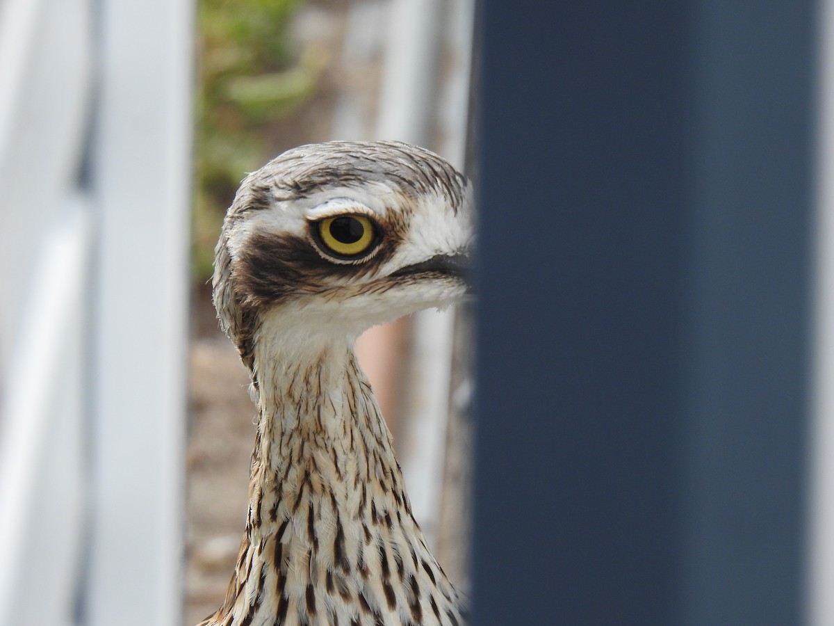 Bush Thick-knee - ML620656257