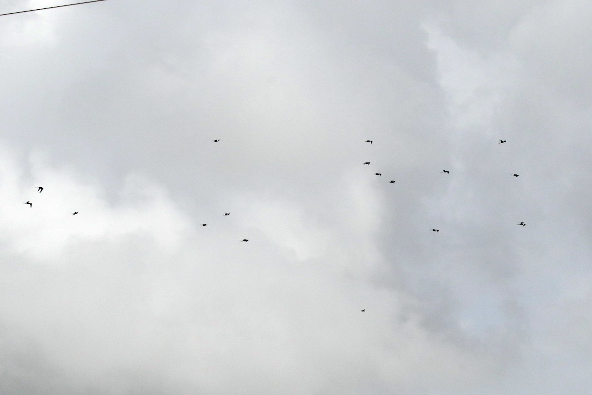 Magnificent Frigatebird - ML620656258