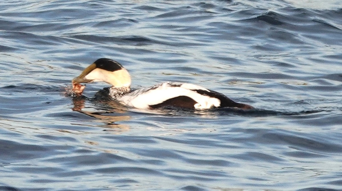 Eider arrunta - ML620656262