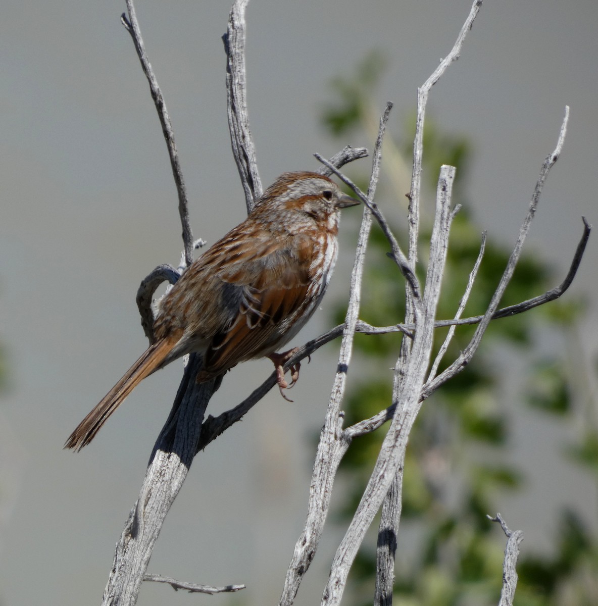 Song Sparrow - ML620656263