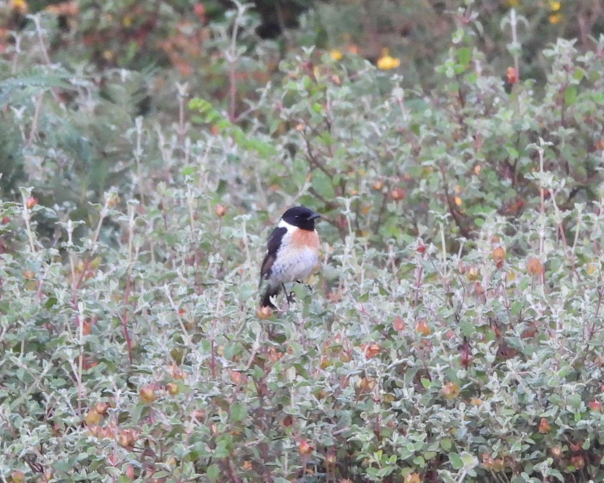 European Stonechat - ML620656265