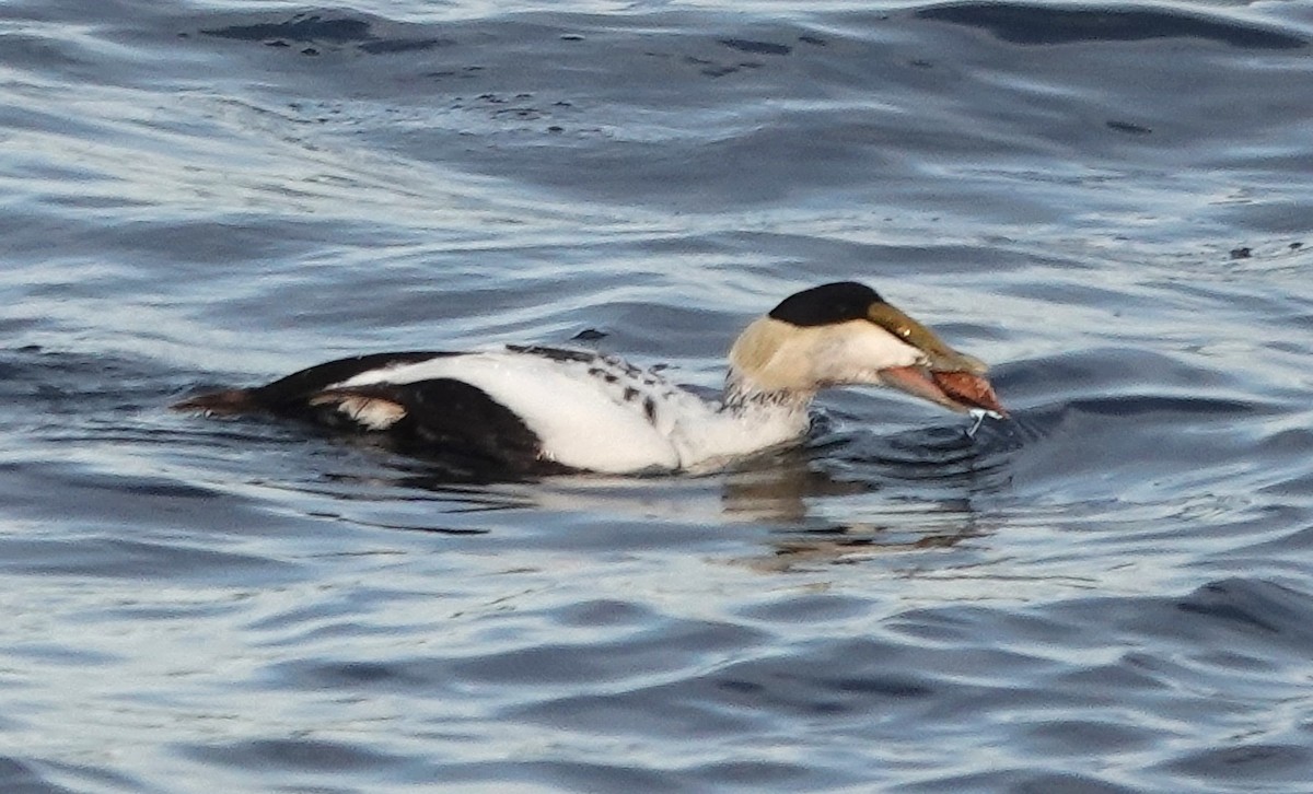 Common Eider - ML620656267