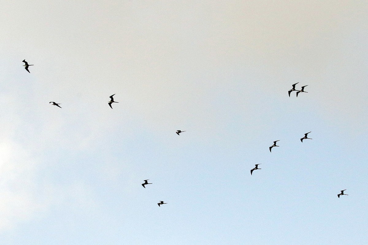 Magnificent Frigatebird - ML620656268