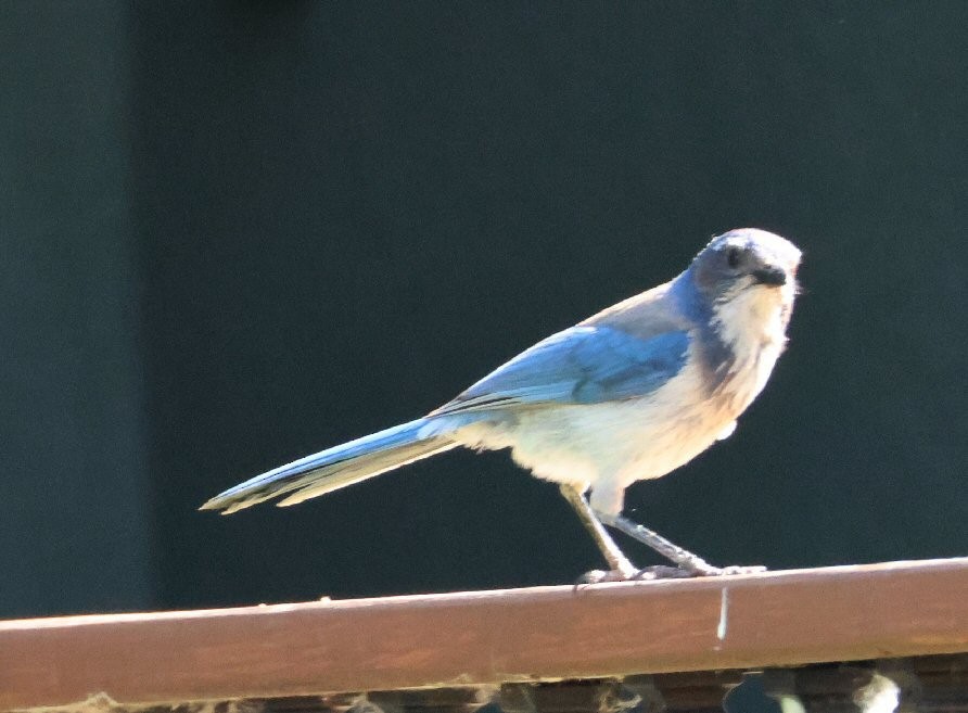 California Scrub-Jay - ML620656271