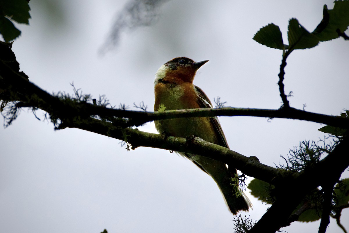 Bay-breasted Warbler - ML620656272