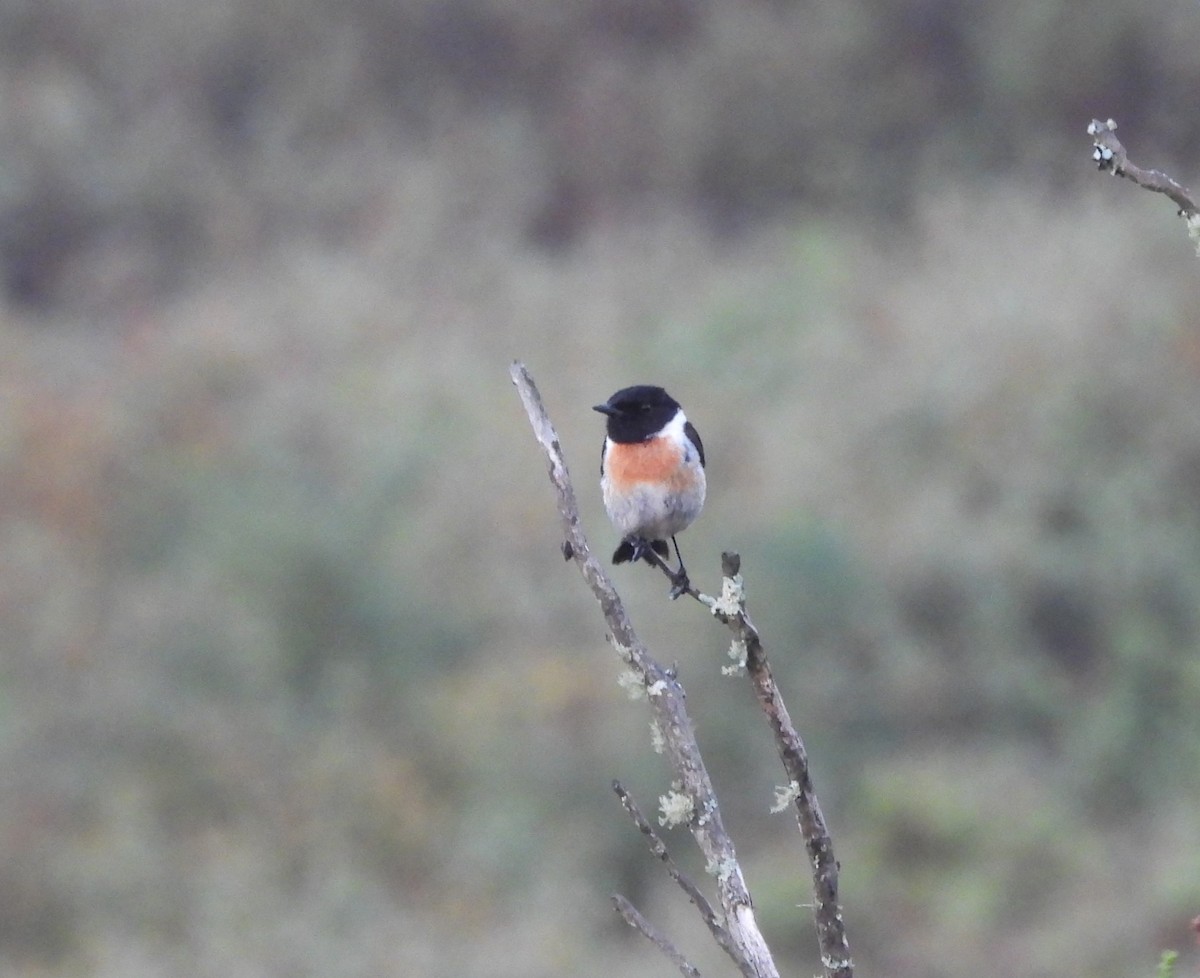 European Stonechat - ML620656274