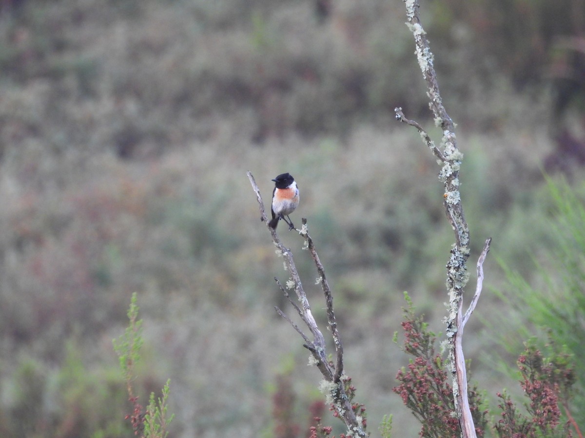 European Stonechat - ML620656275