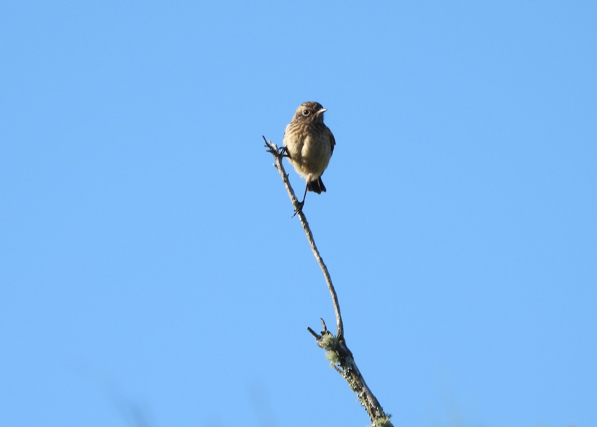 European Stonechat - George Ford